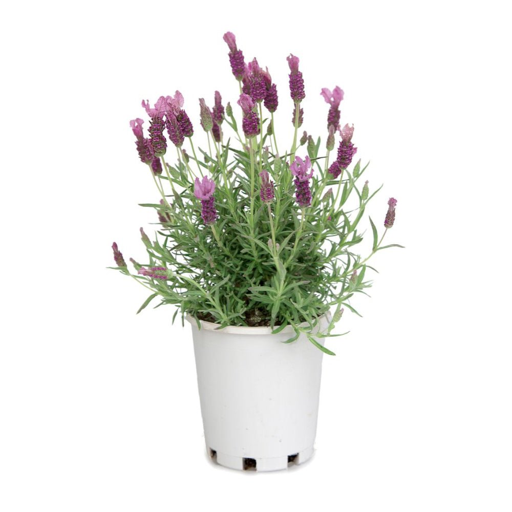 Lavender Fairy Wings 'Radiance' - Ladybird Nursery