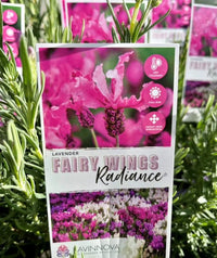 Lavender Fairy Wings 'Radiance' - Ladybird Nursery