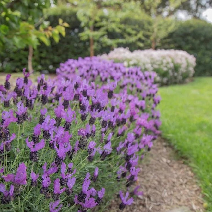 Lavender Fairy Wings ‘Spellbound’ - Ladybird Nursery