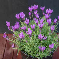 Lavender Fairy Wings ‘Spellbound’ - Ladybird Nursery