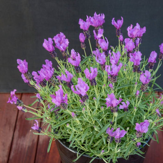 Lavender Fairy Wings ‘Spellbound’ - Ladybird Nursery