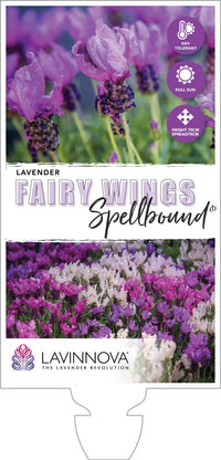 Lavender Fairy Wings ‘Spellbound’ - Ladybird Nursery