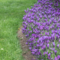 Lavender Fairy Wings ‘Spellbound’ - Ladybird Nursery