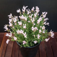 Lavender Fairy Wings ‘Whimsical’ - Ladybird Nursery