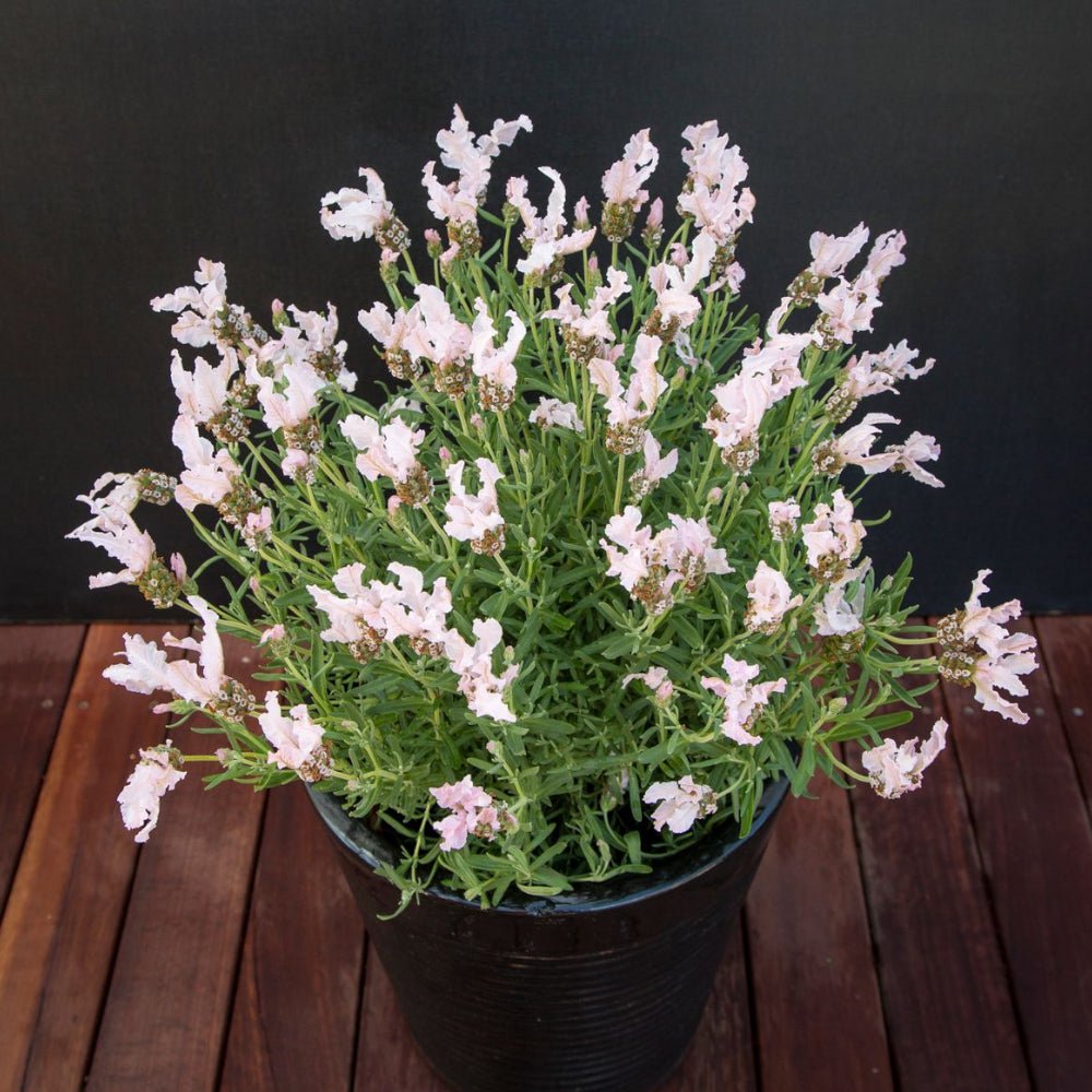 Lavender Fairy Wings ‘Whimsical’ - Ladybird Nursery
