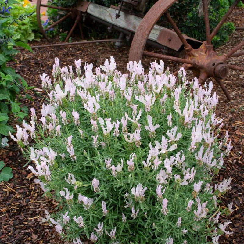 Lavender Fairy Wings ‘Whimsical’ - Ladybird Nursery