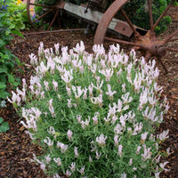 Lavender Fairy Wings ‘Whimsical’ - Ladybird Nursery