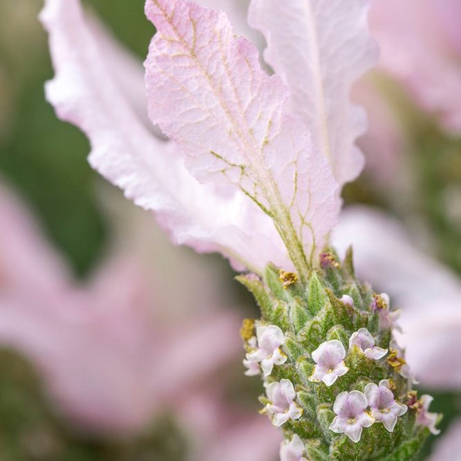Lavender Fairy Wings ‘Whimsical’ - Ladybird Nursery