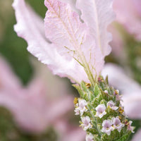 Lavender Fairy Wings ‘Whimsical’ - Ladybird Nursery