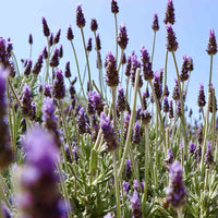 Lavender ‘French’ - Large - Ladybird Nursery