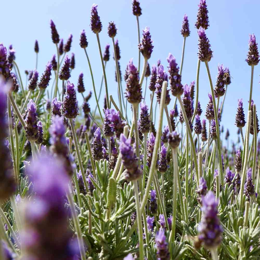 Lavender ‘French’ - Large - Ladybird Nursery