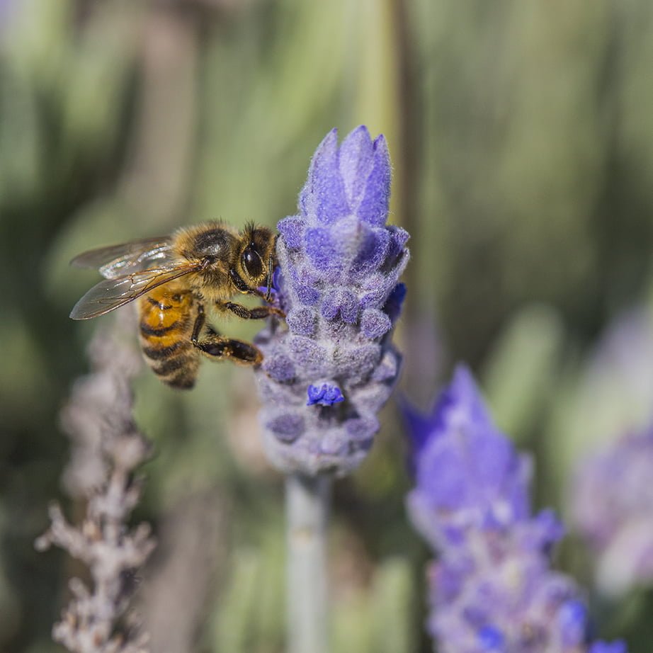 Lavender ‘French’ - Large - Ladybird Nursery