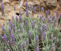 Lavender ‘French’ - Large - Ladybird Nursery