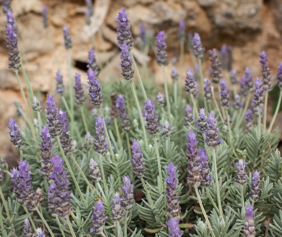 Lavender ‘French’ - Large - Ladybird Nursery
