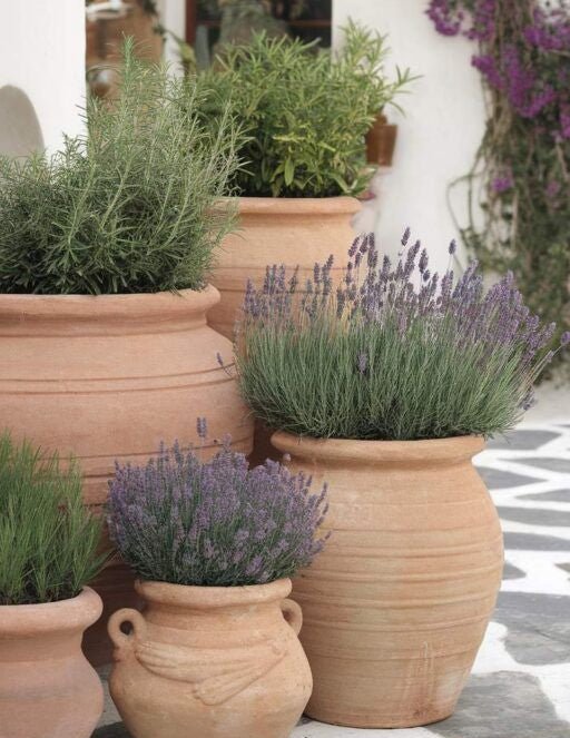 Lavender ‘French’ - Large - Ladybird Nursery