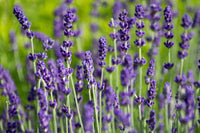 Lavender ‘Hidcote’ - Ladybird Nursery