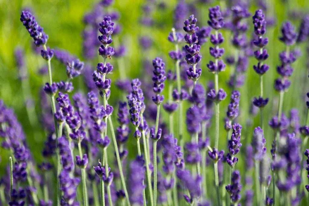 Lavender ‘Hidcote’ - Ladybird Nursery