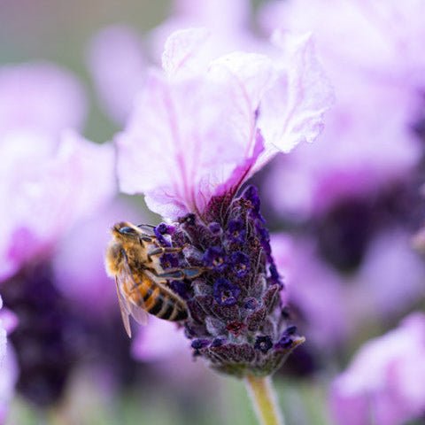 Lavender Ruffles 'Pinkberry' - Ladybird Nursery