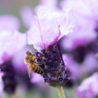 Lavender Ruffles 'Pinkberry' - Ladybird Nursery
