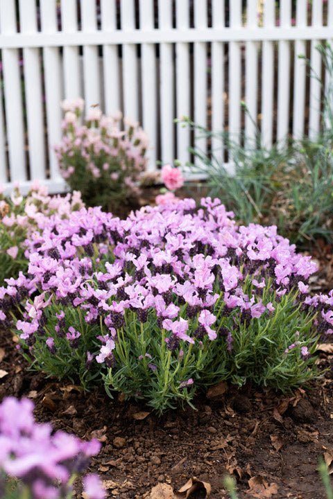 Lavender Ruffles 'Pinkberry' - Ladybird Nursery