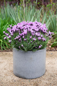 Lavender Ruffles 'Pinkberry' - Ladybird Nursery