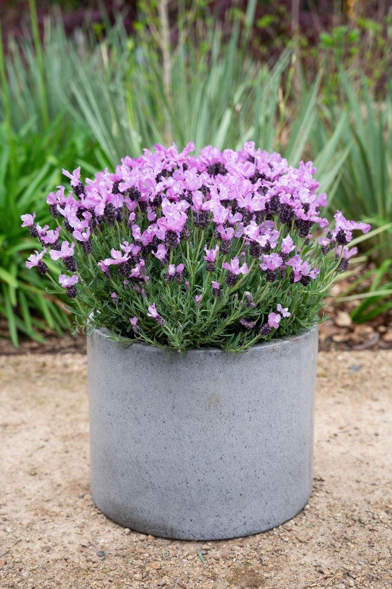 Lavender Ruffles 'Pinkberry' - Ladybird Nursery