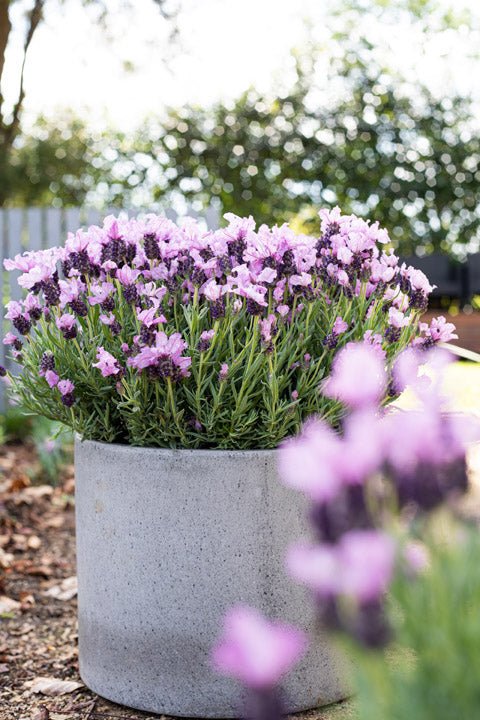 Lavender Ruffles 'Pinkberry' - Ladybird Nursery