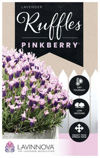 Lavender Ruffles 'Pinkberry' - Ladybird Nursery
