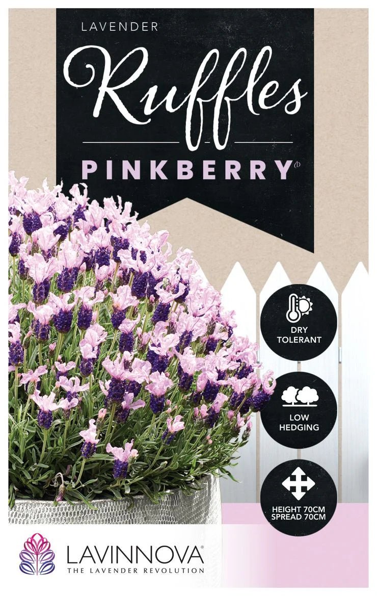 Lavender Ruffles 'Pinkberry' - Ladybird Nursery