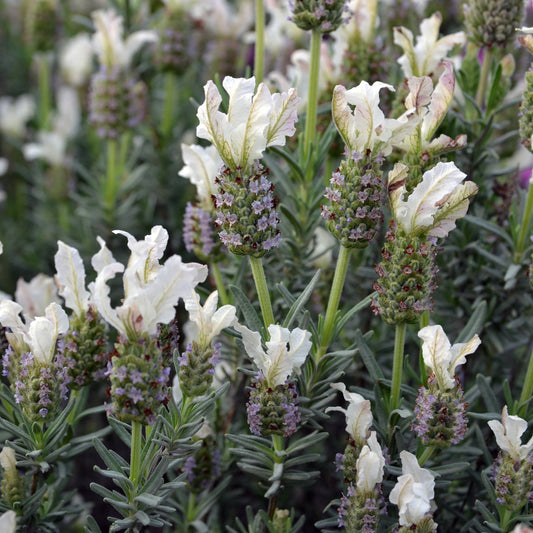 Lavender 'Sensation White' (Lavandula pedunculata) - Large - Ladybird Nursery