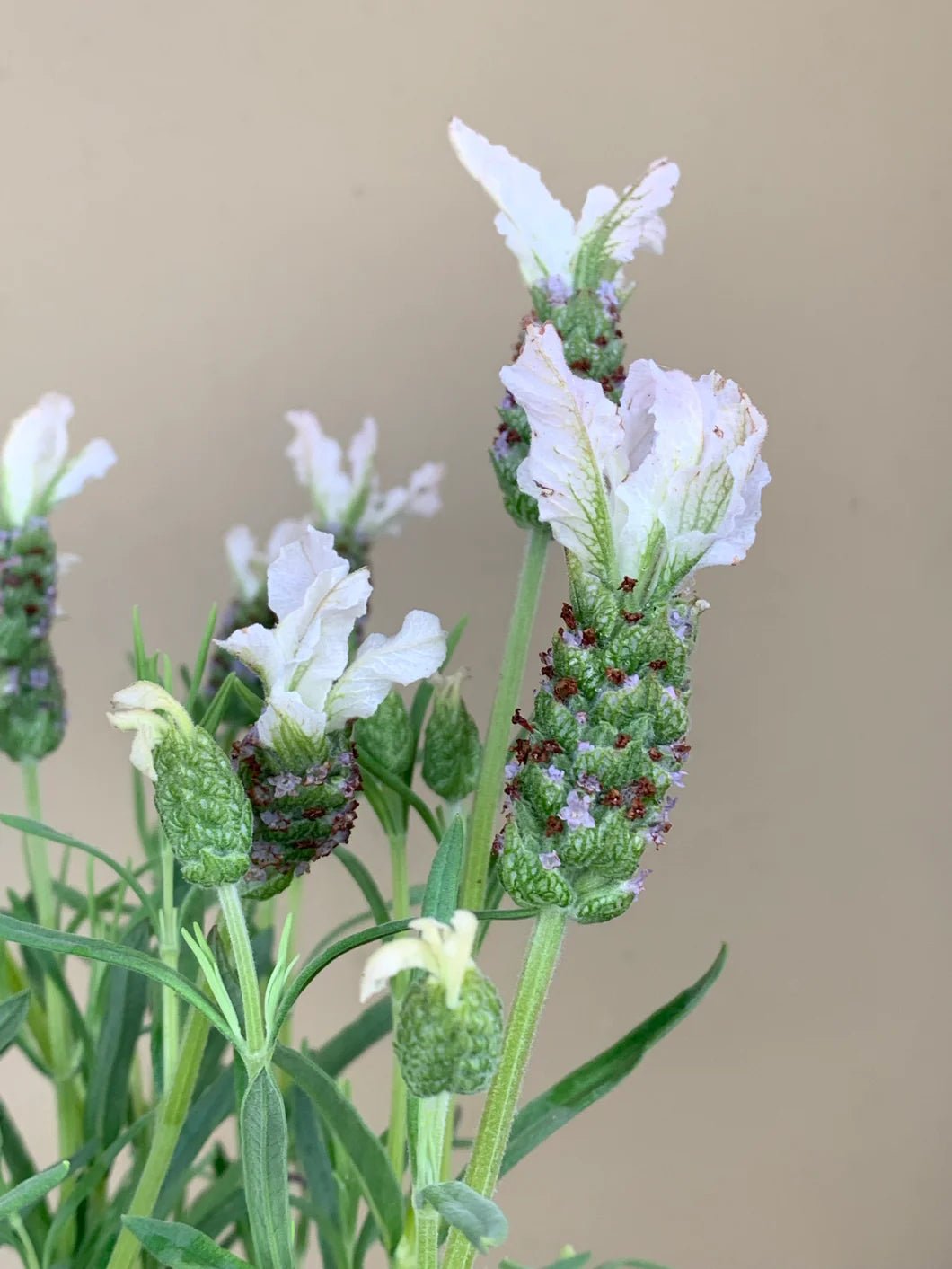 Lavender 'Sensation White' (Lavandula pedunculata) - Large - Ladybird Nursery