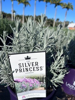 Lavender ‘Silver Princess’ (Lavandula)