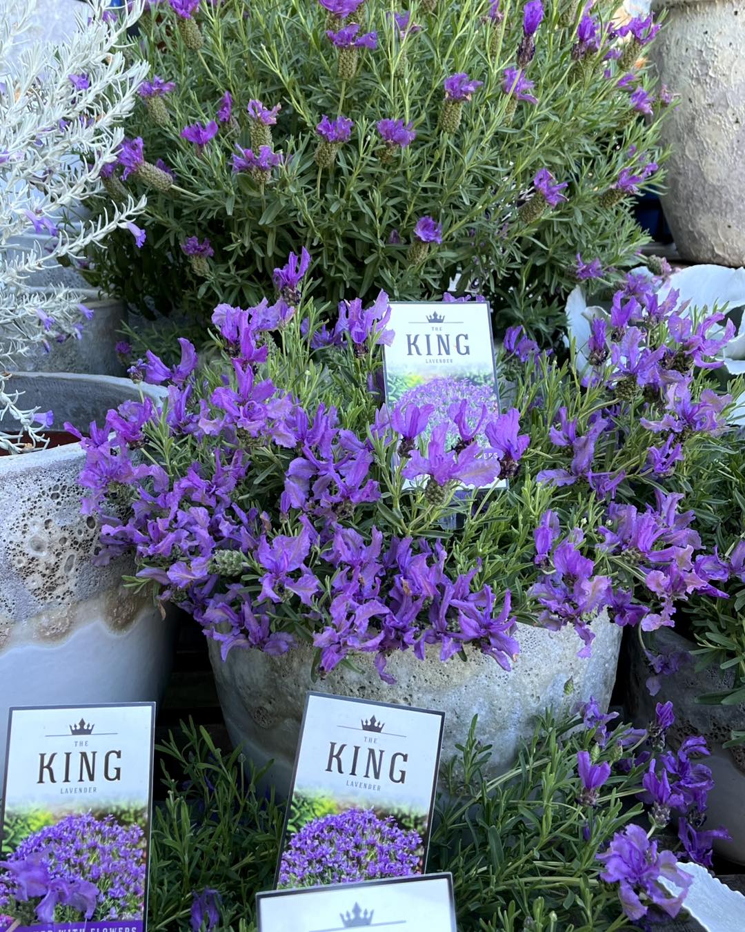 Lavender 'The King' - Ladybird Nursery