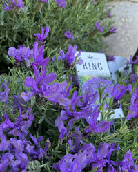 Lavender 'The King' - Ladybird Nursery
