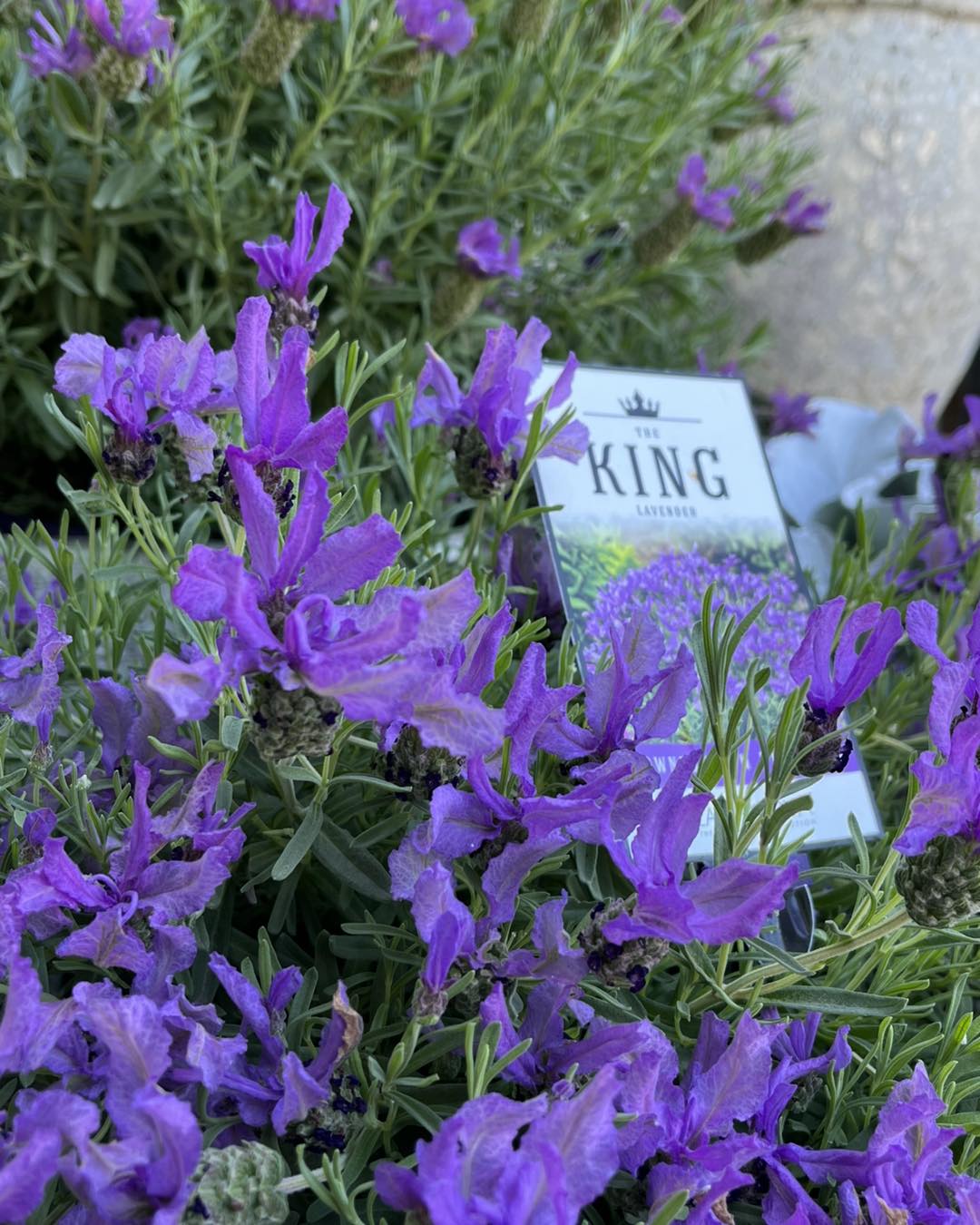 Lavender 'The King' - Ladybird Nursery
