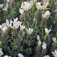 Lavender 'White' - Ladybird Nursery