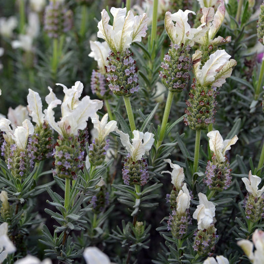 Lavender 'White' - Ladybird Nursery