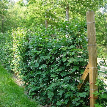 Gooseberry – Ladybird Nursery