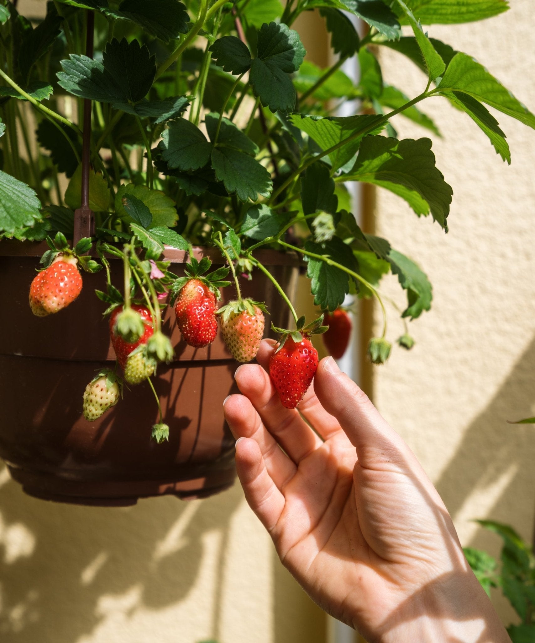 Strawberry 'Alpine' - Ladybird Nursery