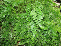 Leatherleaf Fern (Rumohra adiantiformis) - Ladybird Nursery