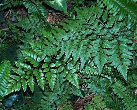 Leatherleaf Fern (Rumohra adiantiformis)