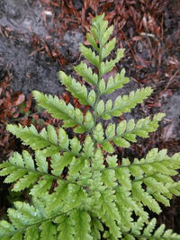 Leatherleaf Fern (Rumohra adiantiformis)