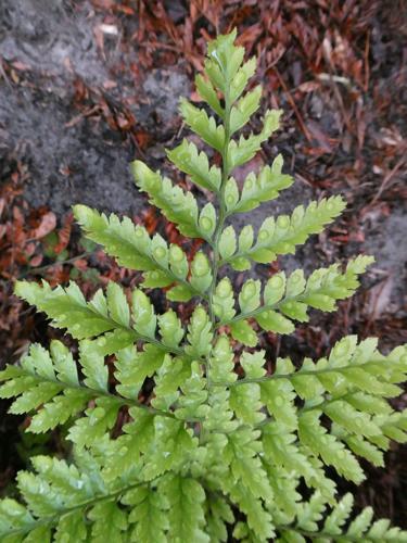 Leatherleaf Fern (Rumohra adiantiformis) - Ladybird Nursery