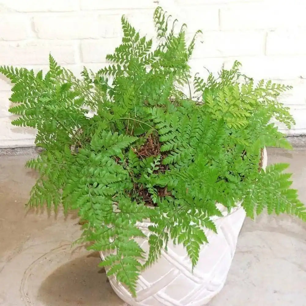 Leatherleaf Fern (Rumohra adiantiformis)