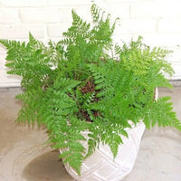 Leatherleaf Fern (Rumohra adiantiformis)