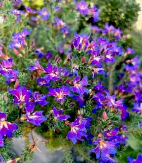 Lechenalutia Violet Rainbow (Lechenalutia)