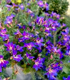 Lechenalutia Violet Rainbow (Lechenalutia) - Ladybird Nursery