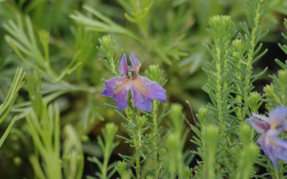 Lechenalutia Violet Rainbow (Lechenalutia)