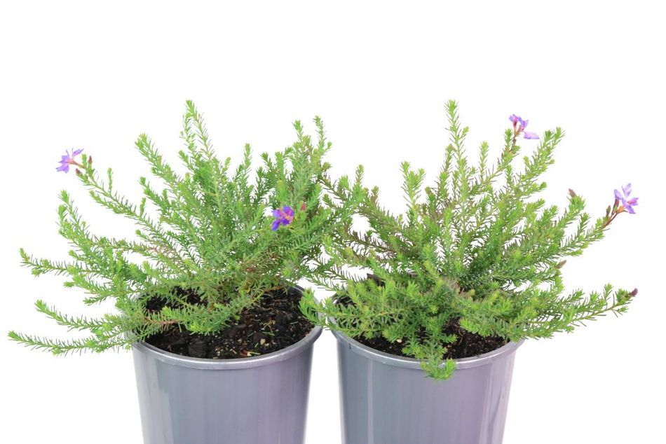 Lechenalutia Violet Rainbow (Lechenalutia)