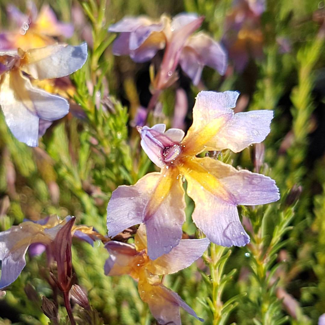 Lechenalutia Violet Rainbow (Lechenalutia)